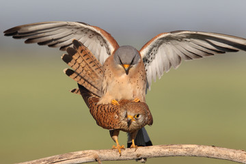 Lesser kestrel, mating ritual