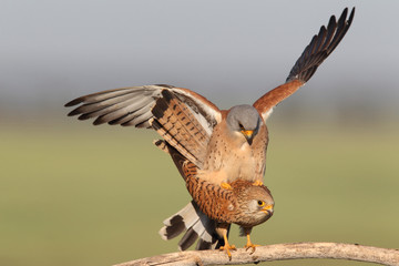Lesser kestrel, mating ritual