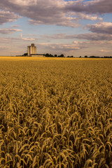 Moisson de bl&eacute;