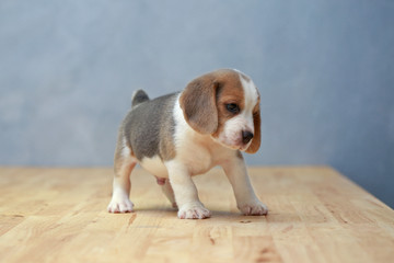 
cute beagle puppy  in action