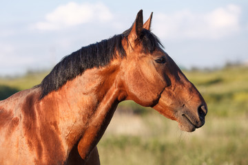 Portrait of a bay horse in the background field.