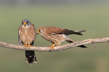 Lesser kestrel, mating ritual