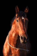 Portrait of a bay horse on  black background.