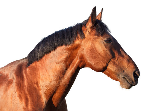 Portrait of a bay horse on  white background.