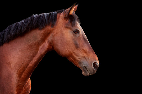 Portrait of a bay horse on black background.