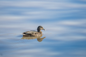 Duck swims in the lake with calm and beautiful waters background