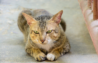 old thai cat