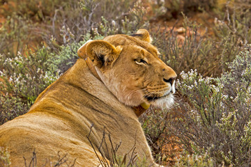 Lioness with Radio Collar Lying among Shrubs