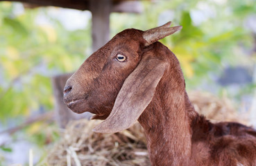 portrait of brown goat