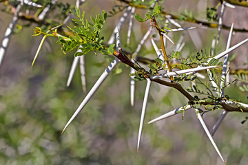Long Sharp Thorns on Karoo Acacia Tree
