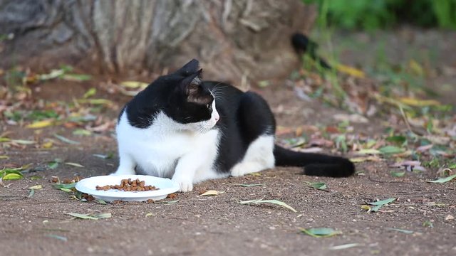 Black and white cat eating food and looking back