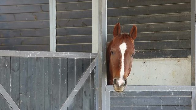 Face of spotted horse in his stall