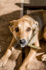 dog lying on wooden boards and lovingly looks at his master