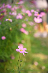 Cosmos flower with blurred background and selective focus