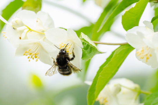 Bumblebee pollinating  in spring flowers of jasmine