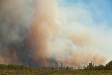 wild wildfire summer without people in forest