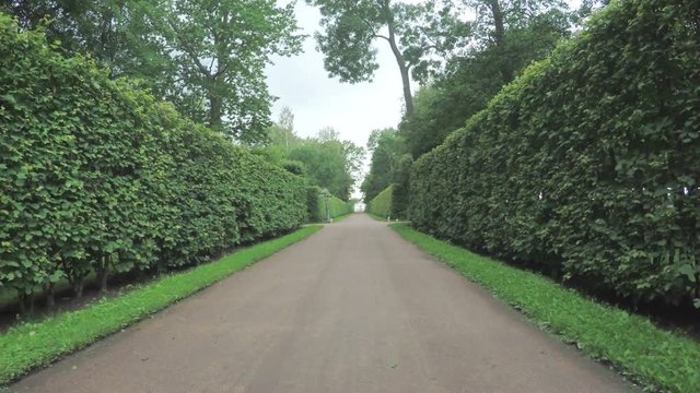 Alley in the Park in Peterhof