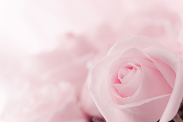 Beautiful pink roses 