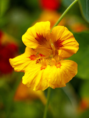 yellow nasturtium in the garden