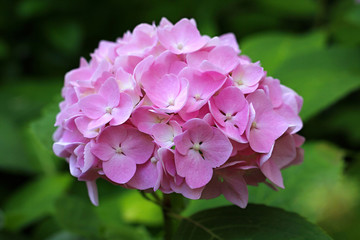 Fototapeta premium Close up of pink hydrangea
