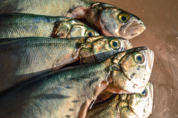Pile of bluefish in a glass bowl before cooking