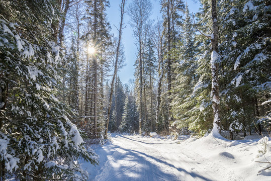 Fototapeta Cross-country skiing in Algonquin National Park