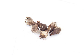 daffodil bulbs on white background