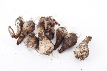 daffodil bulbs on white background