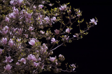 Albero magnolia color rosa in fiore,  Di notte, sfondo nero