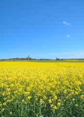 Obraz premium Frühsommer am Kap Arkona auf der Insel Rügen,Ostsee,Mecklenburg-Vorpommern,Deutschland