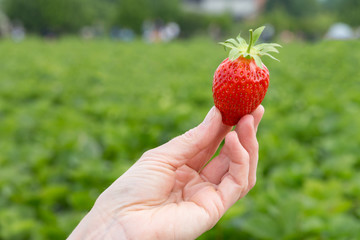 hand holding a strawberry against a green field
