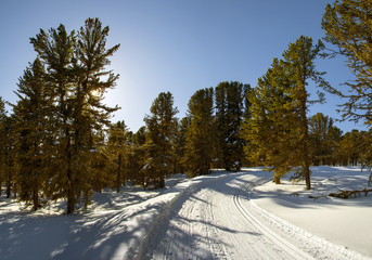 Siberian cedar forest, snowy winter, the shade of trees