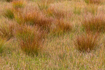 Grass in a hill moor
