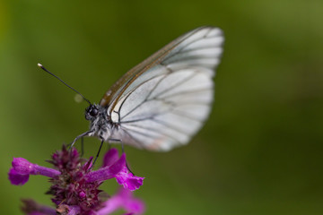 Obraz premium Macro of black-veined white butterfly (Aporia crataegi)
