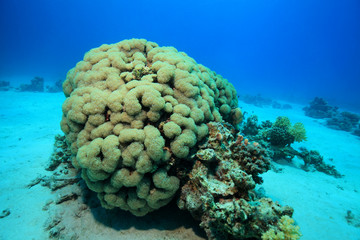 Bubble coral © aquapix