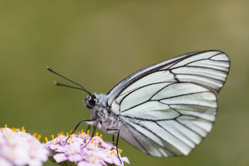 Macro of black-veined white butterfly (Aporia crataegi)