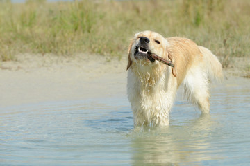 dog golden retriever standing in the lake with wooden stick