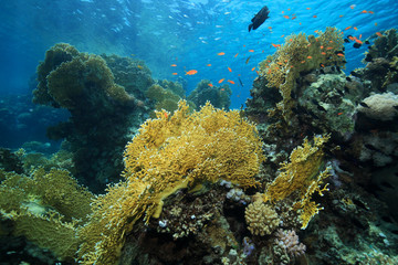 Fototapeta premium Fire corals in the coral reef