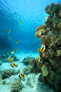 Fototapeta Tropical coral reef