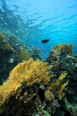 Fototapeta na wymiar Fire corals in the coral reef
