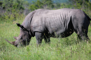 Obraz premium White rhino grazing in the savanna, Kruger National Park, South Africa