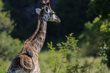 Beautiful marked Giraffe in the bush, Kruger National Park, South Africa