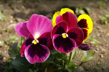 Acrylic prints Pansies colorful pansies in the park.