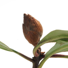 Damaged bud Rhododendron