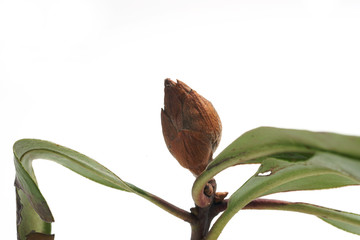 Damaged bud Rhododendron