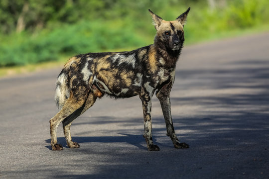 African wild dog standing attentive, facing on a park road of, Kruger National Park, South Africa