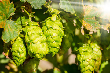 Hop plant