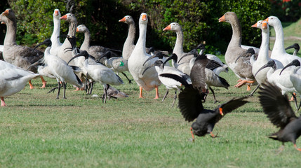 Flock of geese flapping wings in park