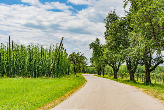 Landstraße mit Bäumen und Hopfen