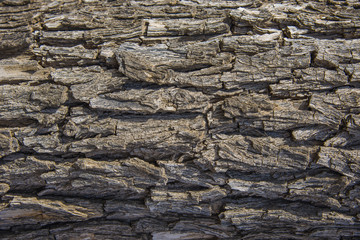 Seamless tree bark background. Brown tileable texture of the old .